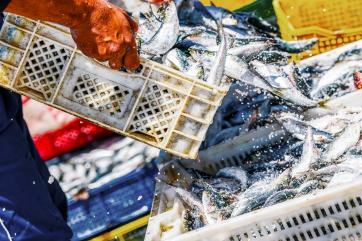 Россия почти на 30% увеличила поставки за рубеж рыбы и морепродуктов